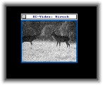 Hirschvideo * 320 x 256 * (5KB)